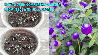 HOW TO GROW GOMPHRENA GLOBOSA FROM SEEDS WITH FULL UPDATES [upl. by Kylander]