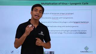 Class 11th – Multiplication of Virus  Lysogenic Cycle  Biological Classification  Tutorials Point [upl. by Meirrak854]