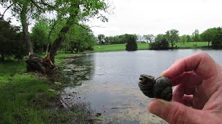 This Pond is Full of Mystery Snails [upl. by Mandeville977]