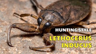 21 Hunting style of Lethocerus Indicus [upl. by Hailahk]