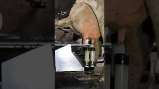 Fullwood JOZ Merlin M2 milking robot [upl. by Maryly966]