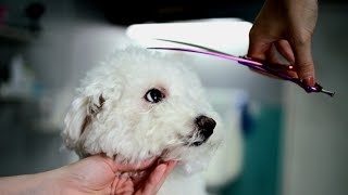 HAIRSTYLE For THE BEST DOG Ever Bichon Frise Scissors Grooming [upl. by Icrad]