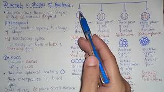 Diversity In Shapes Of Bacteria  Cocci Bacilli And Spiral Shapes  Class 11 [upl. by Haslam]