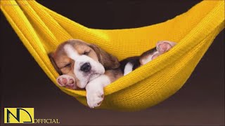 20 HOURS of Deep Sleep Dog Calming Music🎵🐶Dog Separation Anxiety Relief Music💖Dog Music🎵🐶 NadanMusic [upl. by Aretina]