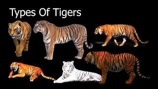 Types Of Tigers [upl. by Feodor]