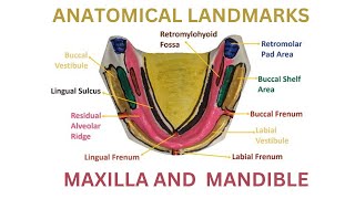 Anatomic landmarks in the mandible [upl. by Eynaffit548]