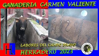 HERRADERO GANADERIA CARMEN VALIENTE 2023 LABORES DEL CAMPO BRAVO ganaderias toro bull vaca [upl. by Reisch]