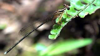 20240714  新山夢湖  環紋琵蟌 Pseudocopera ciliata 未熟雌 [upl. by Sesylu393]