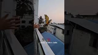 Free flying of Bolivian blue gold macaw blueandgoldmacaw  Subscribe for more such videos [upl. by Frederiksen991]