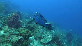 2 Beautiful Midnight Parrotfish  Christmas Drift dive  Roatan  Dec 23 2023 [upl. by Kedezihclem750]