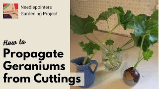 How to Propagate Geranium Plants from Cuttings [upl. by Htebasil]