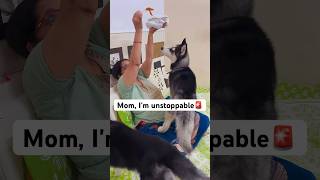 You cant stop me Mommy 🚨👎🏻 shorts dog husky rottweiler hanumankind [upl. by Girardi]