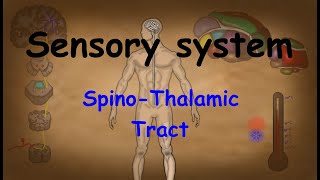 10 Sensory System Tractology  The SpinoThalamic pathway anatomy and physiology [upl. by Akeihsat]