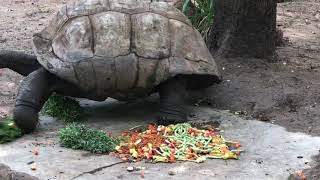 400 years tortoise at Nehru zoological park [upl. by Link]