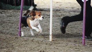 Beagle Dona AGILITY 1st PLACE [upl. by Atsyrk]