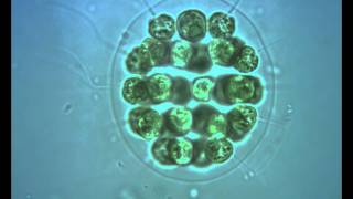 Green Algae Eudorina with flagella in motion [upl. by Menis]