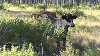 Florida Cracker Cattle A Spanish Legacy [upl. by Fritts394]