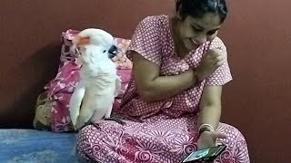 African Grey Parrot Sick in Summer  Angry Leo Molucan Cockatoo  Bengali Vlog [upl. by Enyrat]