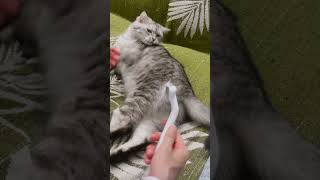 ASMR  Easy grooming and fast shedding 😺 aumuca aumucapetbrush petcare asmr cute [upl. by Aeli]