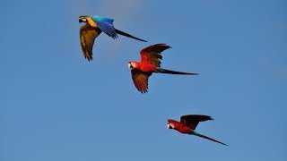 Free fly of Belgium free flight parrots macaws RIP Rambo shot down by a hunter [upl. by Chrisman880]