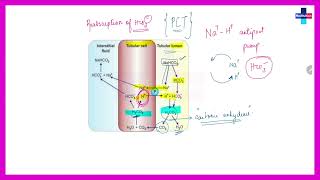 Acidification of urine ll Free Physiology Chapterwise lectures ll [upl. by Lubin436]