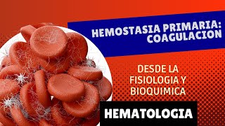 COAGULACION Hemostasia primaria desde la fisiología y bioquímica  Hematología [upl. by Roxanna]