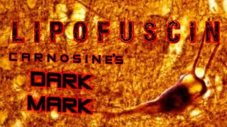 Lipofuscin Carnosines DARK MARK and a synergistic solution [upl. by Magner14]