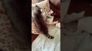 Raccoon and Dog Playfully Bite Each Other  15233186 [upl. by Haridan]