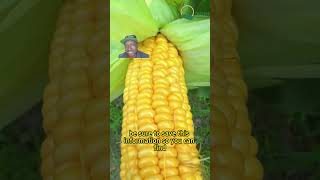 corn production yield garden planting gardening farming gardeningtips pesticides [upl. by Davida]