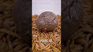 10 000 Mealworms vs PASSION FRUIT [upl. by Dlabihcra]