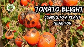 How to Stop Tomato Blight Preventative Tips [upl. by Romeo]