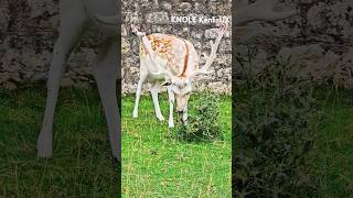 Knole Park Sevenoaks Kent UK Park animals nature Kent summer fun [upl. by Monaco]