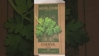 CHERVIL SEEDS 🪴chervilseeds itsgardening time herbgarden balconygardening gardenspaday [upl. by Leber]