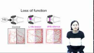 Left Habenula Mediates LightPreference Behavior [upl. by Ruscher]