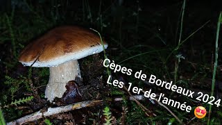 Cèpes de Bordeaux 2024  une première petite pousse qui annonce le début de saison 🍄😄 [upl. by Nohsyt701]