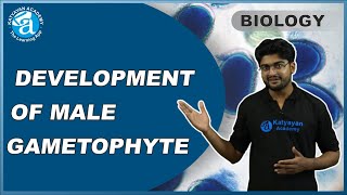 DEVELOPMENT OF MALE GAMETOPHYTE HINDI  Male gametophyte  Microsporogenesis  KATYAYAN ACADEMY [upl. by Gemini]