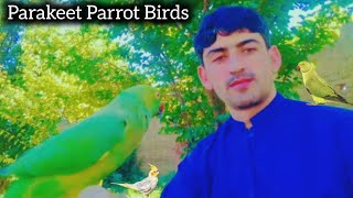 Parakeet Parrot Birds Beautiful Talking Parrot  Birds and Animals [upl. by Fishback]