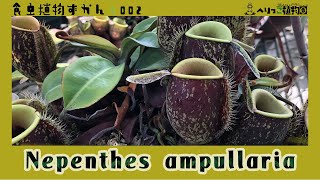 【食虫植物図鑑002】Nepenthes ampullaria  ネペンテス アンプラリア【個性的なまん丸な捕虫葉】 [upl. by Anerom]