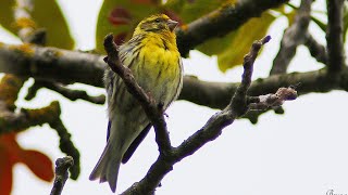 Cris et chant du serin cini  Call amp song European Serin [upl. by Aset820]