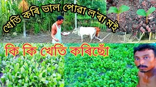 লাই লফা আৰু মুলা দুপাত হয়েছে ৰঙলাও l খেতি কৰি ভাল পোৱা লৰা মই 🌱🙎 BinodBasumatarivlogs [upl. by Avruch]