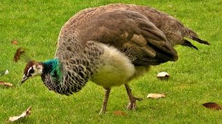 Peacock Female on Display  Peahen Bird [upl. by Grunenwald]