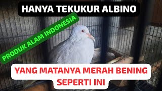 Eksotis TEKUKUR ALBINO sI Mata Merah Asli Mutasi Alam Indonesia tekukurindonesia [upl. by Nera]