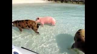 Swimming Pigs  Staniel Cay Bahamas [upl. by Tosch]