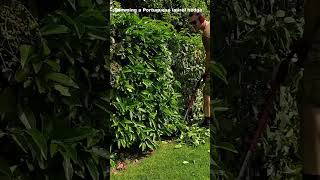 Trimming a Portuguese Laurel HEDGE [upl. by Nivrag682]