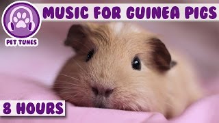 8 Hour Music Video for Guinea Pigs Natural Stress and Anxiety Relief for Guinea Pigs [upl. by Krik252]