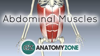 Muscles of the Anterior Abdominal Wall  3D Anatomy Tutorial [upl. by Yeldar]