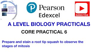 Observing the stages of mitosis  Core practical 6 [upl. by Lobel433]