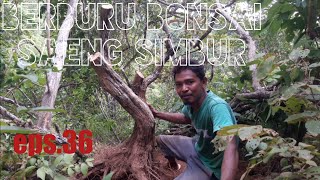 BERBURU BAHAN BONSAI SAENG SIMBUR DIALAM eps36 [upl. by Assiralk]