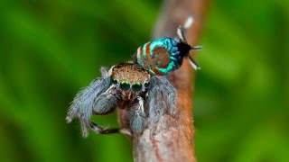 Peacock Spider 15 Maratus ottoi [upl. by Ree]