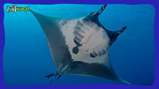 TODO SOBRE LA MANTARRAYA OCEÁNICA GIGANTE [upl. by Ayamat]